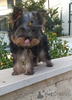 Дополнительные фото: Йорочка Бусинка для большой любви