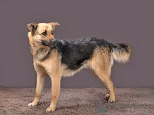 Фото №2 к объявлению №165898 о продаже беспородную - купить в России частное объявление