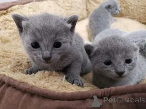 Фото №1. турецкий ван - купить в Хельсинки за 26960₽. Объявление №160934