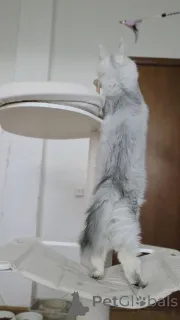 Дополнительные фото: Котята мейнкун