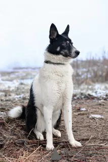 Фото №4. Продажа беспородную в Москва частное объявление - цена Бесплатно