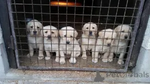 Фото №1. лабрадор-ретривер - купить в Белграде за 18553₽. Объявление №150725