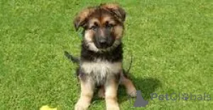 Фото №2 к объявлению №159980 о продаже немецкую овчарку - купить в Литве частное объявление