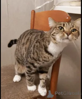 Фото №3. Кошка Сима с зелёными глазами в добрые руки.. Россия