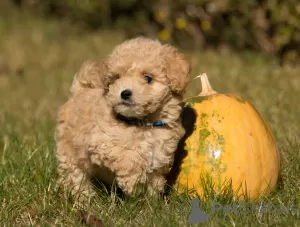 Дополнительные фото: Мальтипу щенки Maltipoo