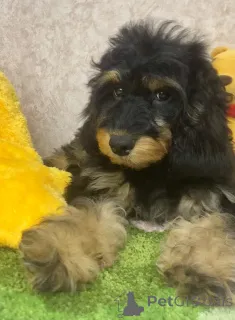 Дополнительные фото: Щенок