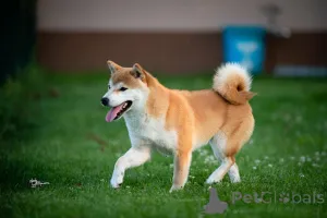 Дополнительные фото: Shiba-Inu Puppy