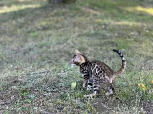 Дополнительные фото: Мальчики Бенгальские котята