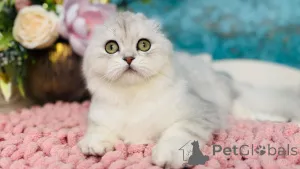 Фото №4. Продам шотландскую (скоттиш страйт) в Киеве из питомника - цена 49283₽