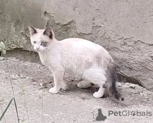 Фото №3. Вася, Мусенька и Мурзичек ждут своих хозяев.. Россия