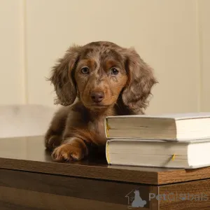 Фото №2 к объявлению №164007 о продаже таксу - купить в Финляндии частное объявление, из приюта