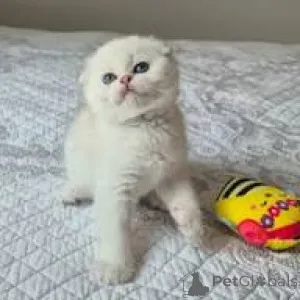 Фото №2 к объявлению №165926 о продаже шотландская вислоухая (скоттиш фолд) - купить в Франции частное объявление, заводчик