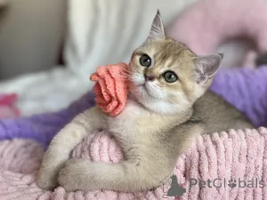 Дополнительные фото: Очаровательные котята Scottish Kilt Straight