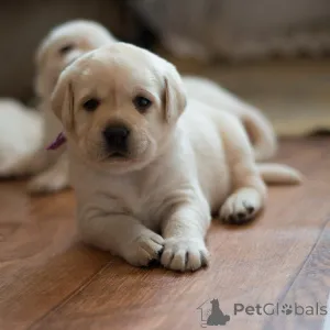 Фото №1. лабрадор-ретривер - купить в Abercorn за договорная. Объявление №165611