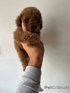 Фото №1. пудель (карликовый) - купить в Реклама за договорная. Объявление №151140
