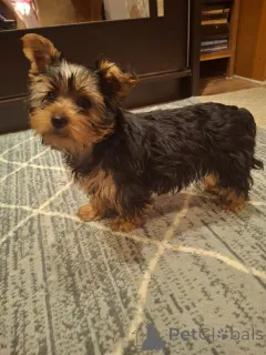 Дополнительные фото: Чистокровные щенки Йоркширского Терьера.