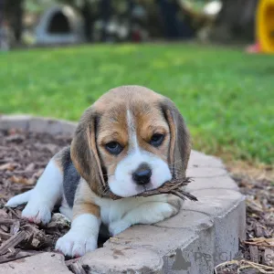 Фото №3. Beagle-Welpen Bereit für Ein neues Zuhause.  Германия