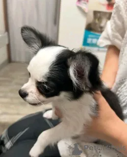 Фото №3. Приученный к туалету чихуахуа.  США