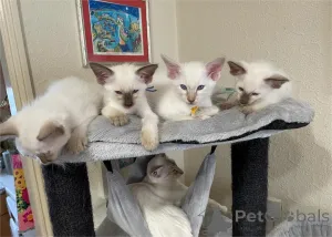 Фото №1. балинезийская (балийская) - купить в Affalterbach за 32468₽. Объявление №151543