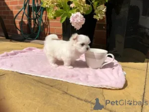 Фото №1.  - купить в Ghent за 55660₽. Объявление №164884