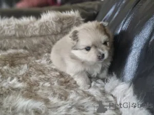 Дополнительные фото: Очаровательные шпицы