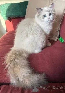 Фото №3. Он нежный милашка. Ирландия