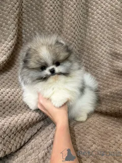 Фото №3. Красивые чистокровные щенки померанского шпица..  Германия