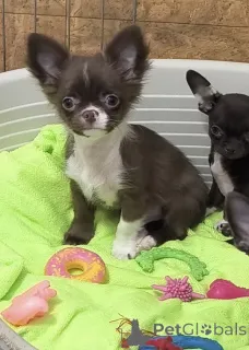 Дополнительные фото: Шоколадные девочки г/ш , девочка д/ш, и мальчики пушистые шоколадные и