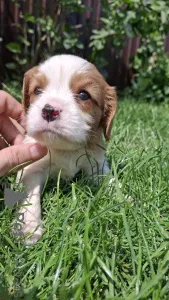 Дополнительные фото: Чистокровные щенки Кавалер Кинг Чарльз Спаниель