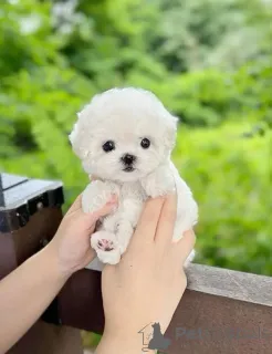 Фото №3. Malteserwelpen (Чайная чашка) для принятия.  Польша