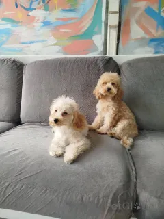 Дополнительные фото: Щенки той-пуделя