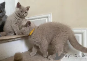 Фото №1. британская короткошёрстная - купить в Люксембург за Бесплатно. Объявление №165310