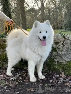 Дополнительные фото: SAMOYED LOF BABIES - 2 КОБЕЛЯ, РОЖДЕННЫЕ 04.06.23