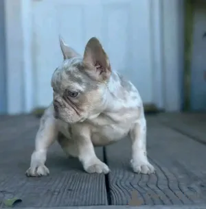 Дополнительные фото: Маленькое тело, БОЛЬШАЯ индивидуальность. Этот милый французский бульдог покорит