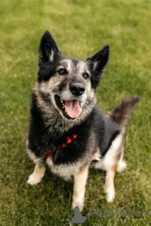 Фото №2 к объявлению №154085 о продаже беспородную - купить в России частное объявление