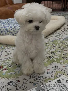 Фото №1. мальтийская болонка - купить в Вольфсберг за договорная. Объявление №165315