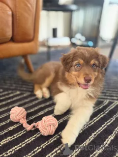 Фото №1. австралийская овчарка - купить в Гронинген за договорная. Объявление №167037