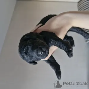 Фото №1. пудель (карликовый) - купить в Минске за 52181₽. Объявление №145292