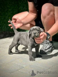 Фото №4. Продажа кане-корсо в Kragujevac  - цена 55660₽