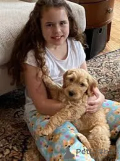 Фото №2 к объявлению №162619 о продаже лабрадудля - купить в Бельгии частное объявление, заводчик