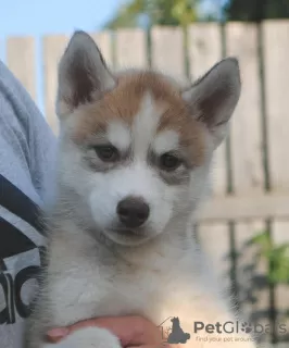 Дополнительные фото: husky puppies 2 months old