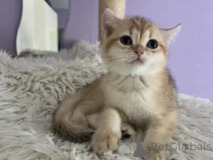 Дополнительные фото: BKH Catten Family Tree Golden Girls готовы забрать