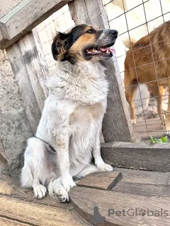 Дополнительные фото: Ищем дом для Санты, собаки светлой души