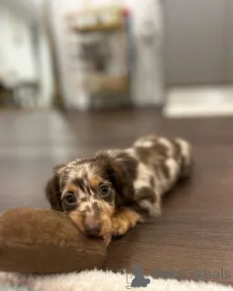 Фото №2 к объявлению №150843 о продаже  - купить в Германии частное объявление