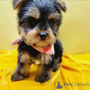 Фото №1. йоркширский терьер - купить в Хельсинки за 51022₽. Объявление №163783