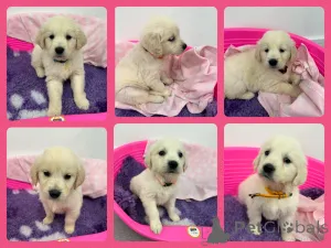 Фото №1. золотистый ретривер - купить в Gumbostrand за договорная. Объявление №162104