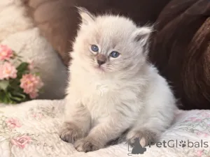 Фото №1. сибирская - купить в Quakenbrück за 32468₽. Объявление №173537