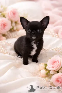 Фото №1. чихуахуа - купить в Днипро за 55660₽. Объявление №165970