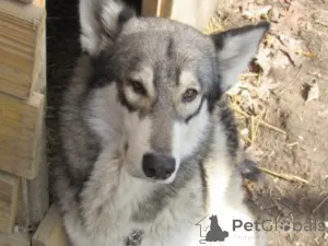 Фото №1. немецкая овчарка - купить в Чарльстон за 147848₽. Объявление №146695