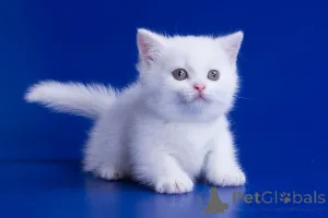 Фото №1. манчкин - купить в Брюсселе за 23192₽. Объявление №155601